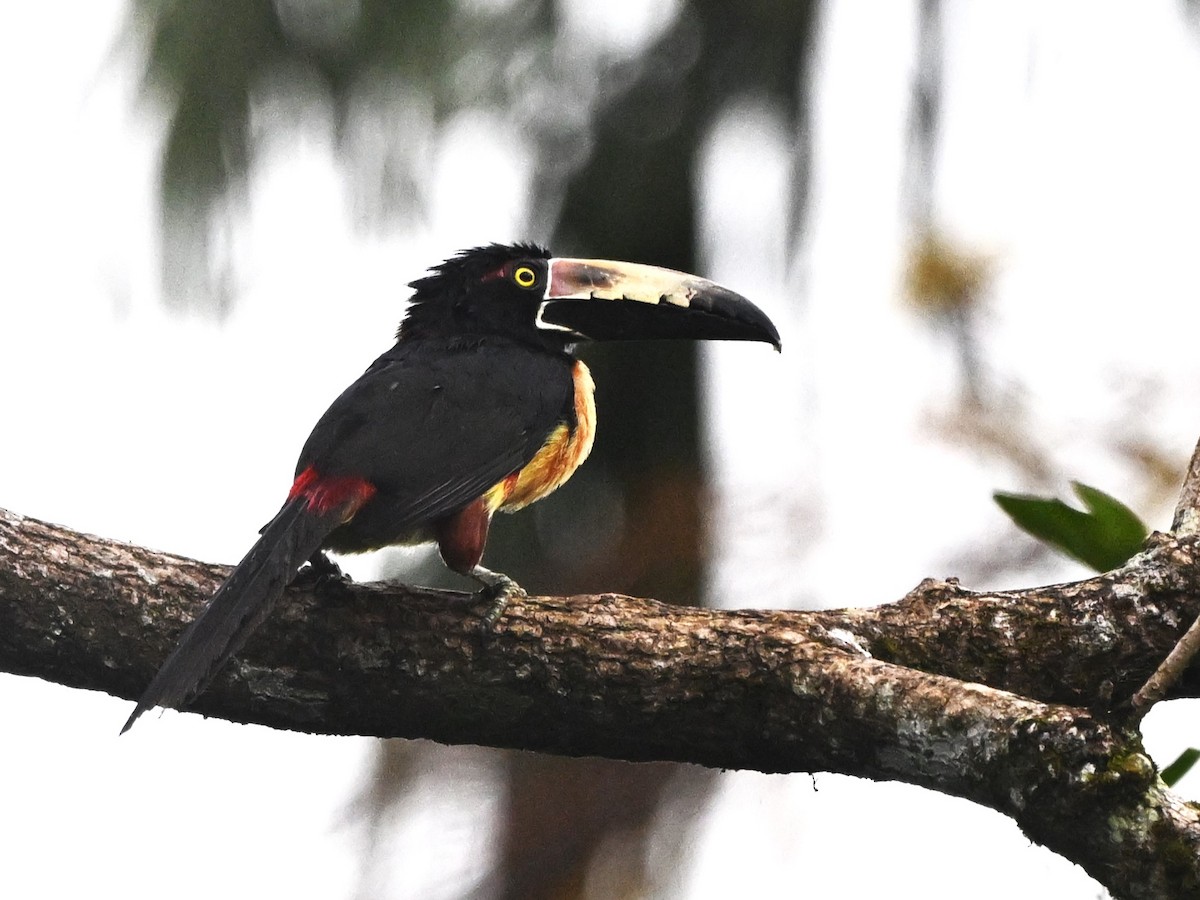 Collared Aracari - ML638974469