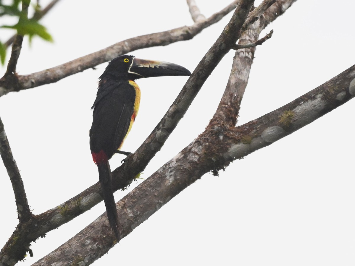 Collared Aracari - ML638974470