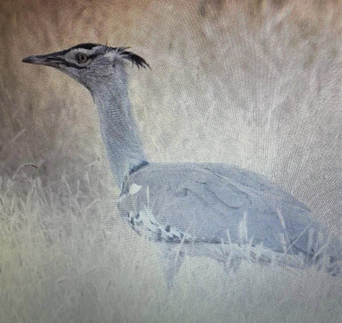Kori Bustard - ML638974474