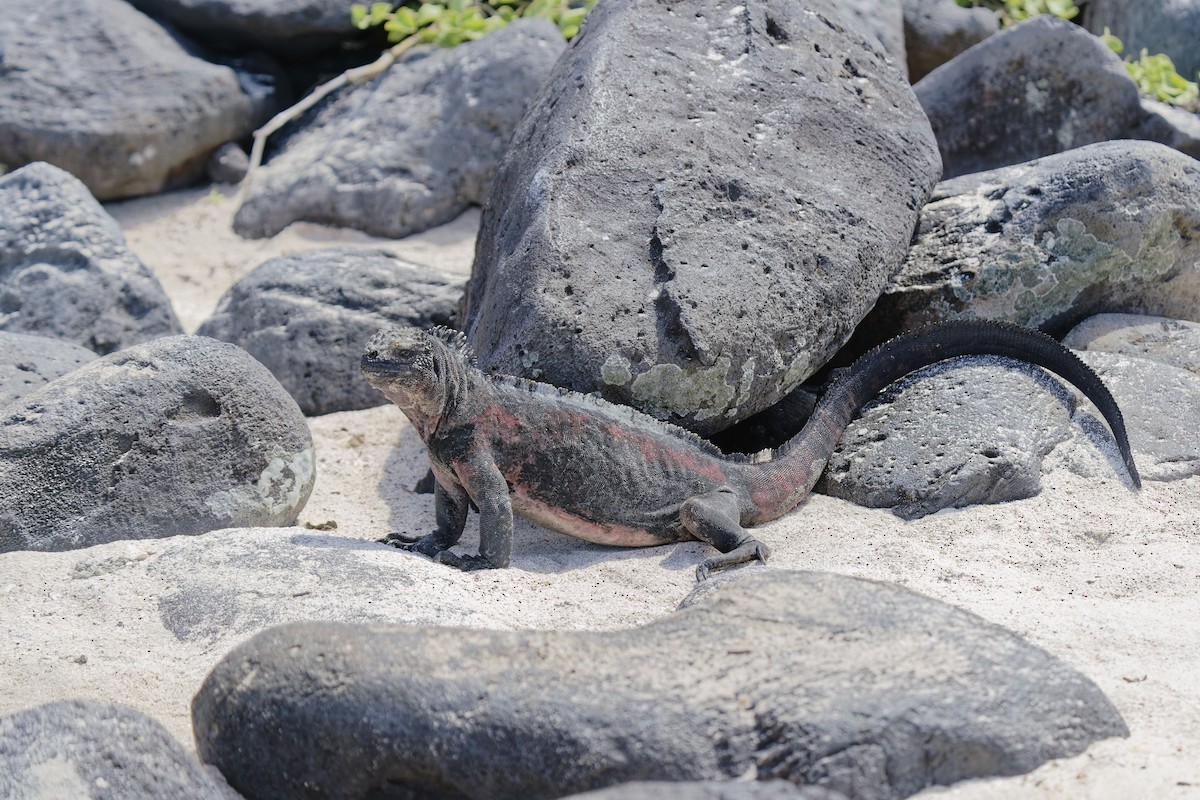 Marine Iguana - ML638974475