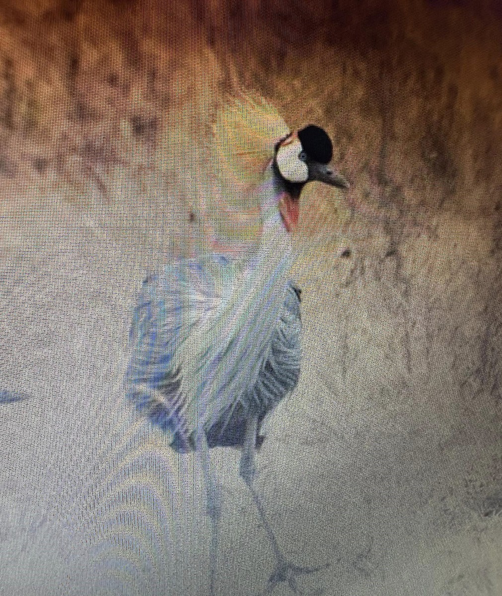 Gray Crowned-Crane - ML638974480