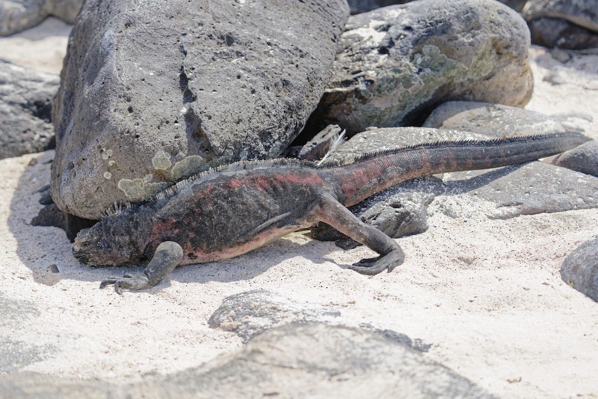 Marine Iguana - ML638974482