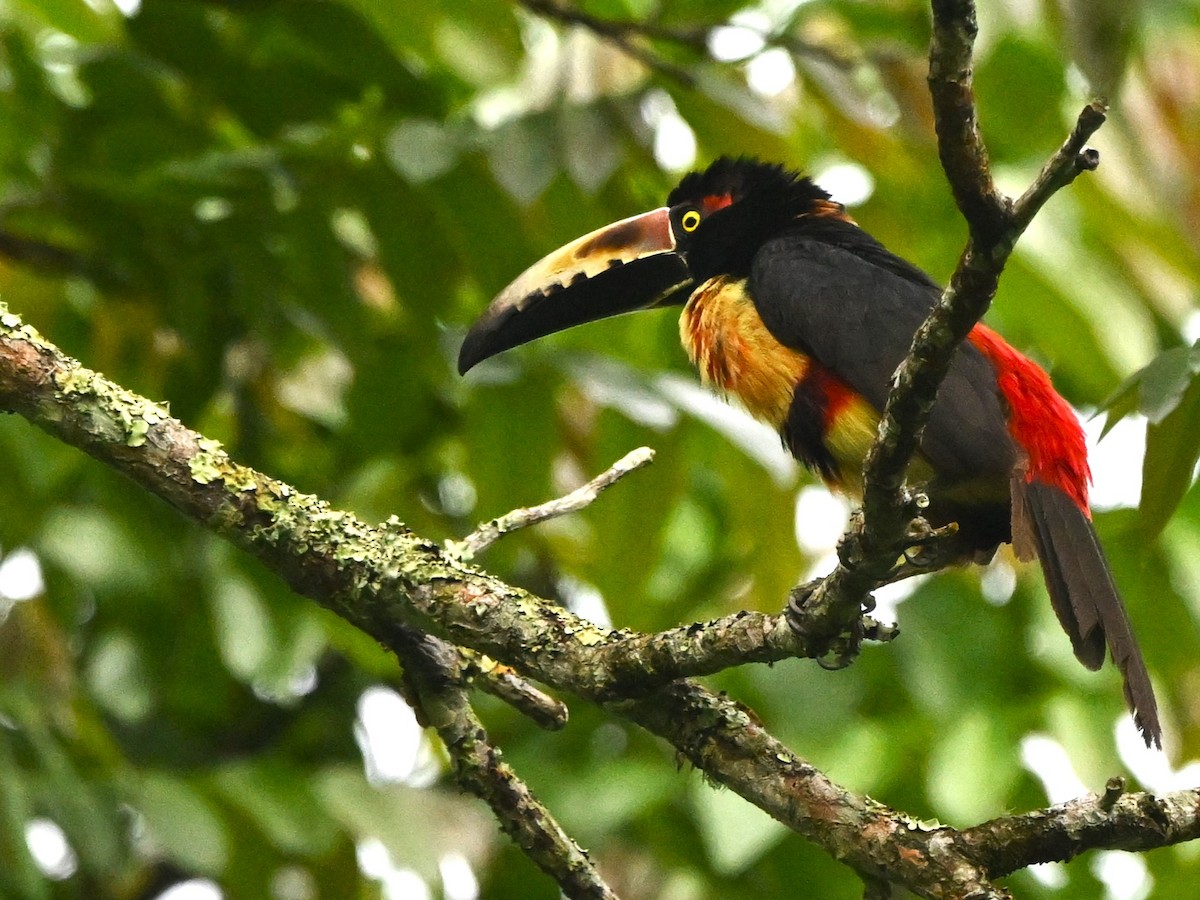 Collared Aracari - ML638974501