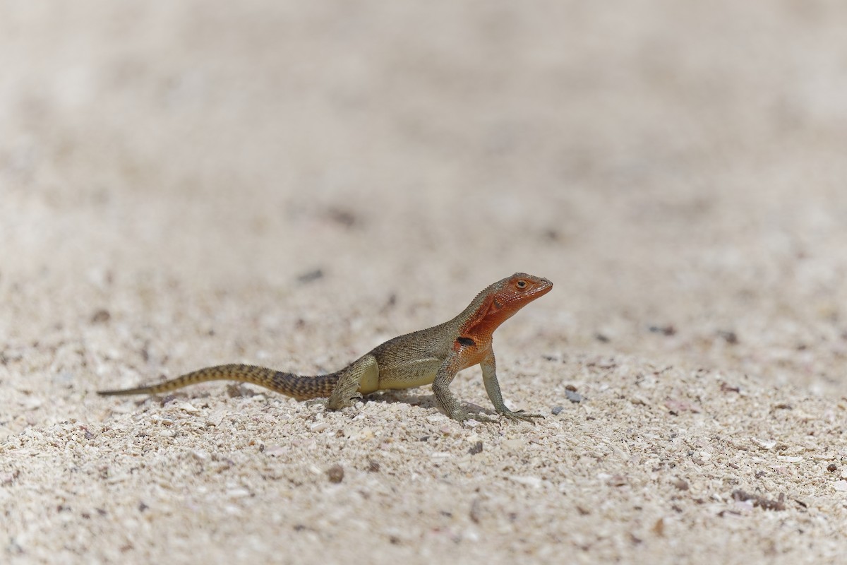 Española Lava Lizard - ML638974502