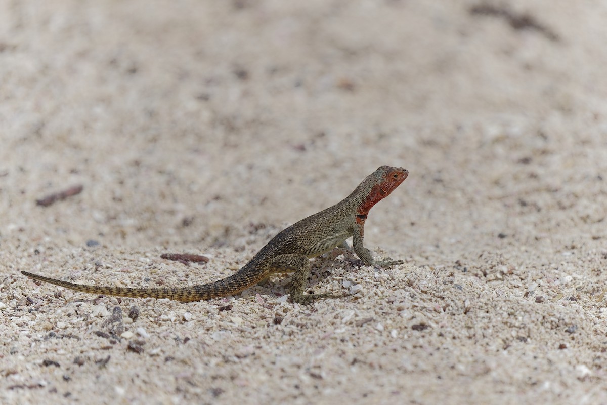 Española Lava Lizard - ML638974503
