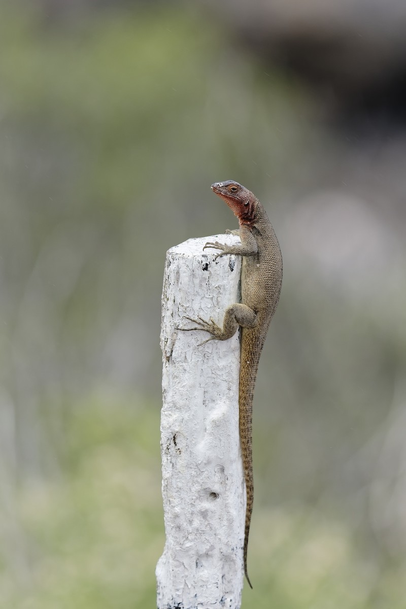Española Lava Lizard - ML638974510