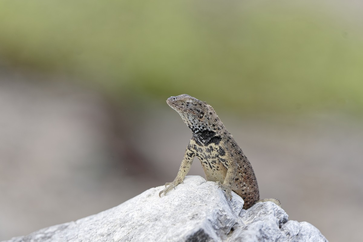 Española Lava Lizard - ML638974511