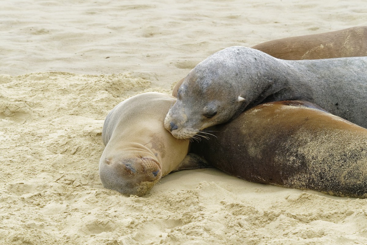 Galápagos Sea Lion - ML638974535