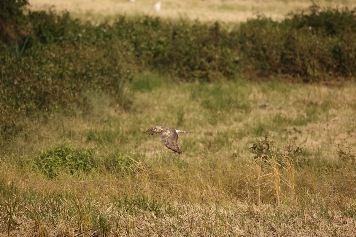 Hen Harrier - ML638974569