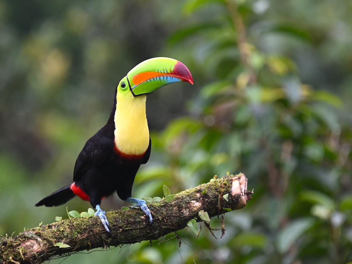 Keel-billed Toucan - ML638974570