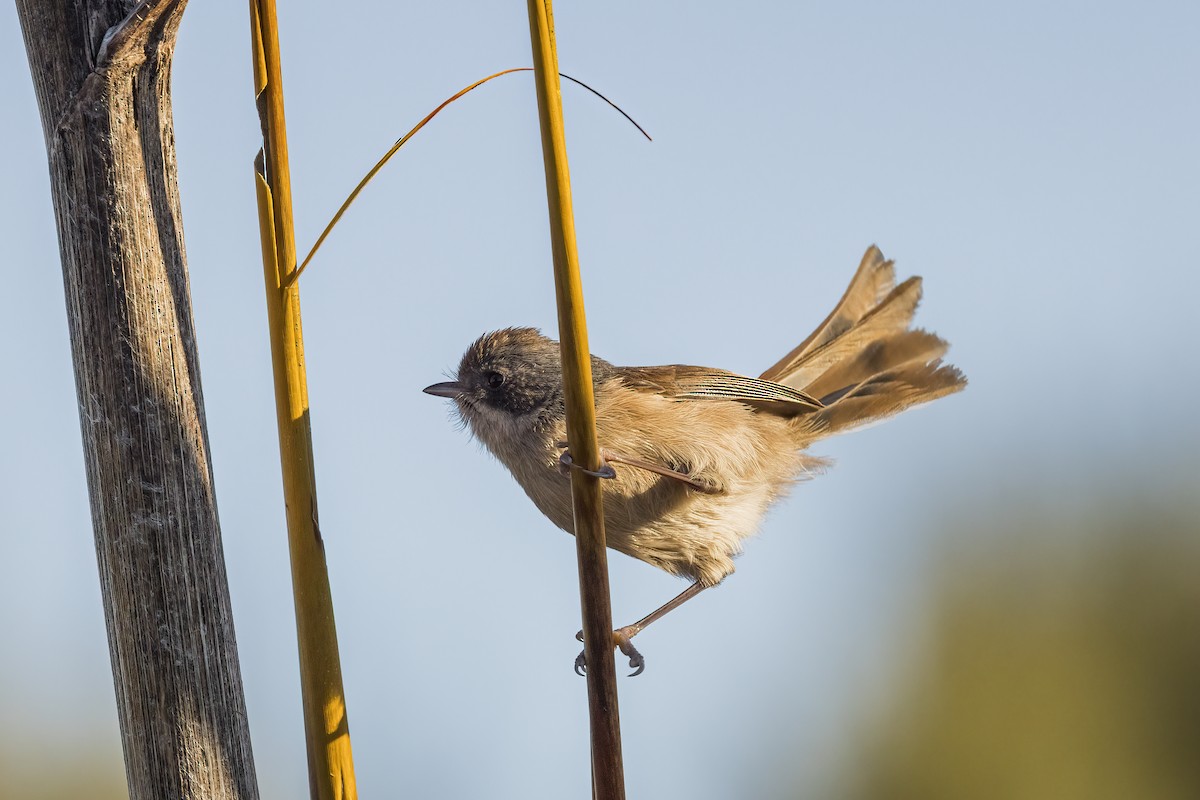 Pipipi - ML638974576