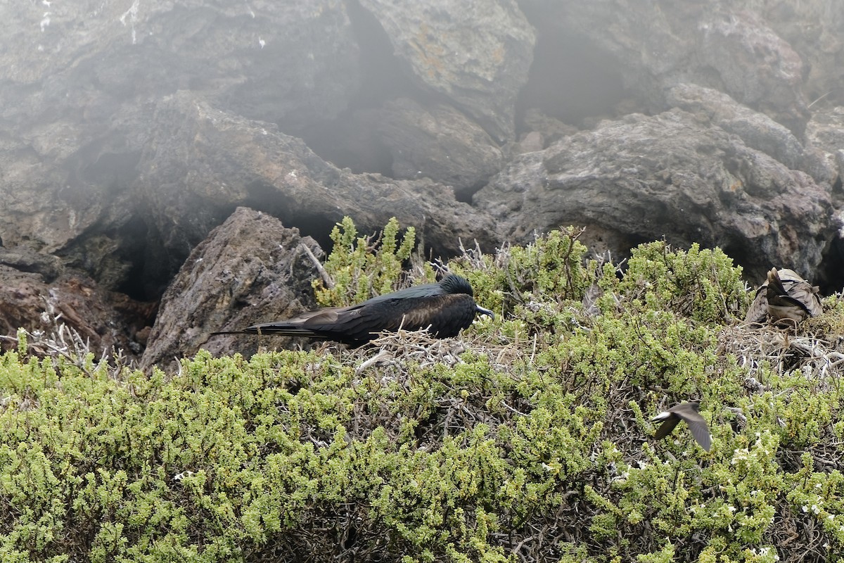 Great Frigatebird - ML638974581