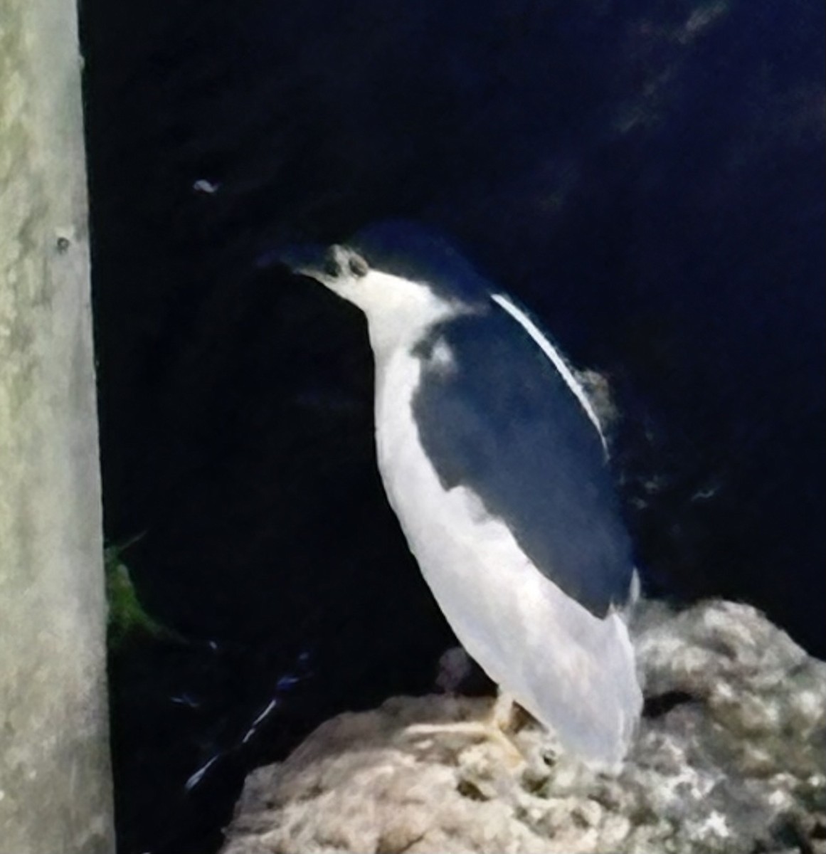 Black-crowned Night Heron - ML638974606
