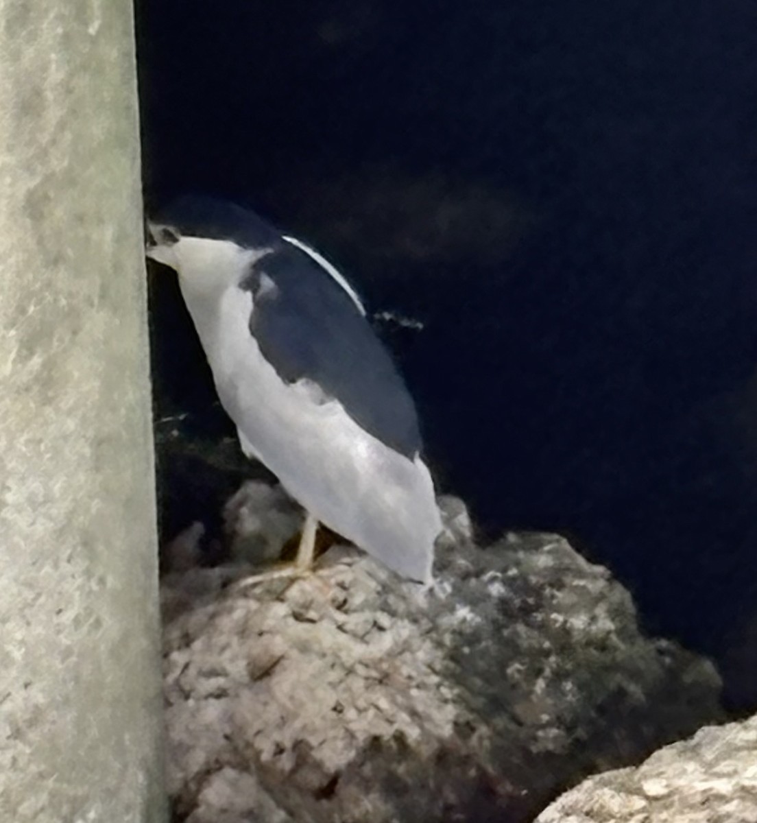 Black-crowned Night Heron - ML638974607