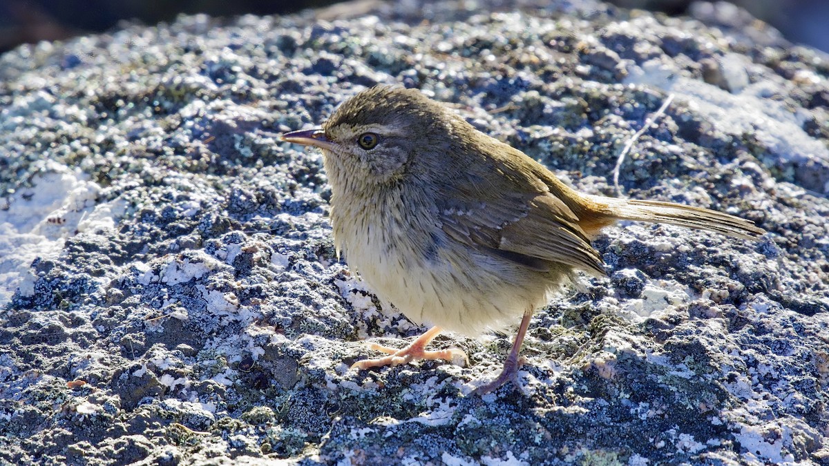 Chestnut-rumped Heathwren - ML638974608