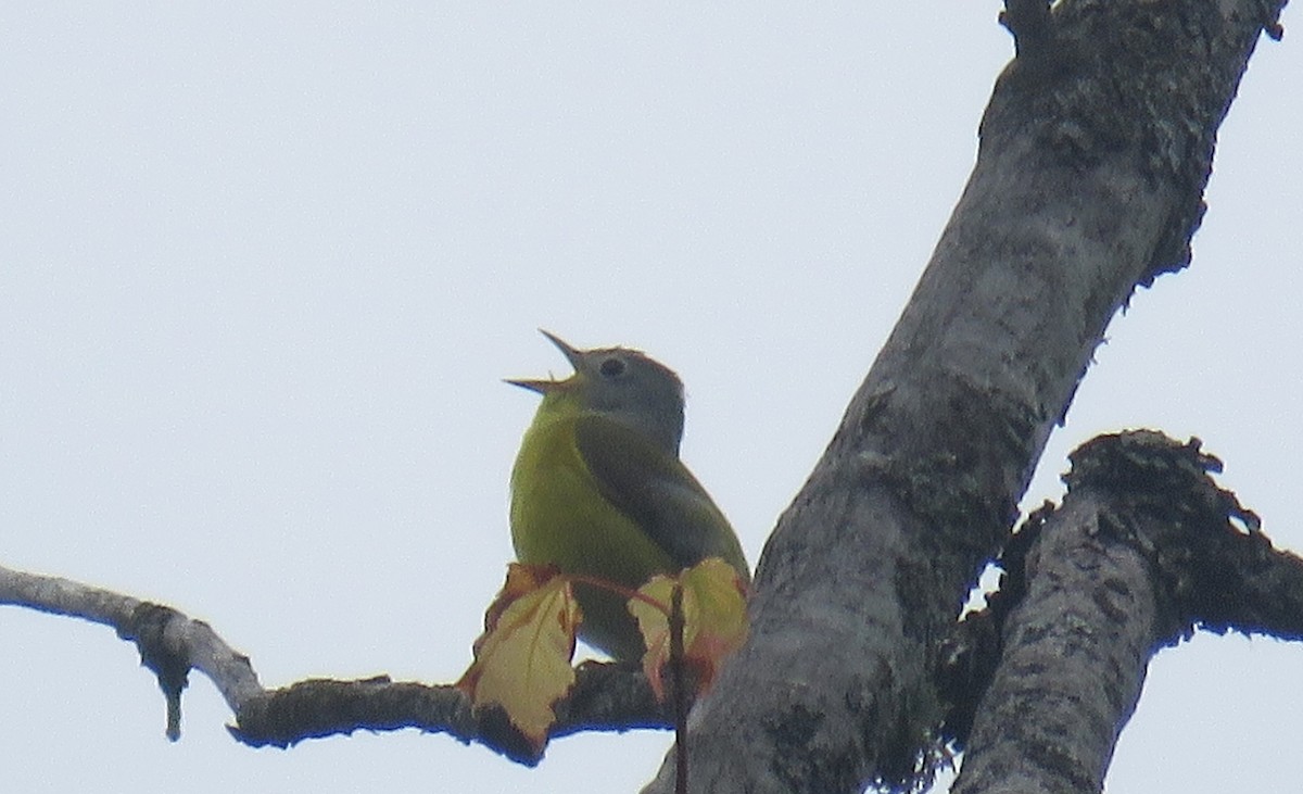Rubinfleck-Waldsänger - ML638974611