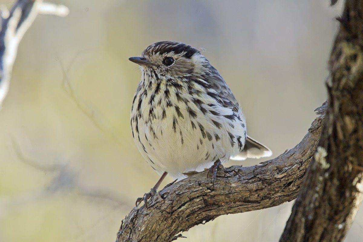 Speckled Warbler - ML638974623