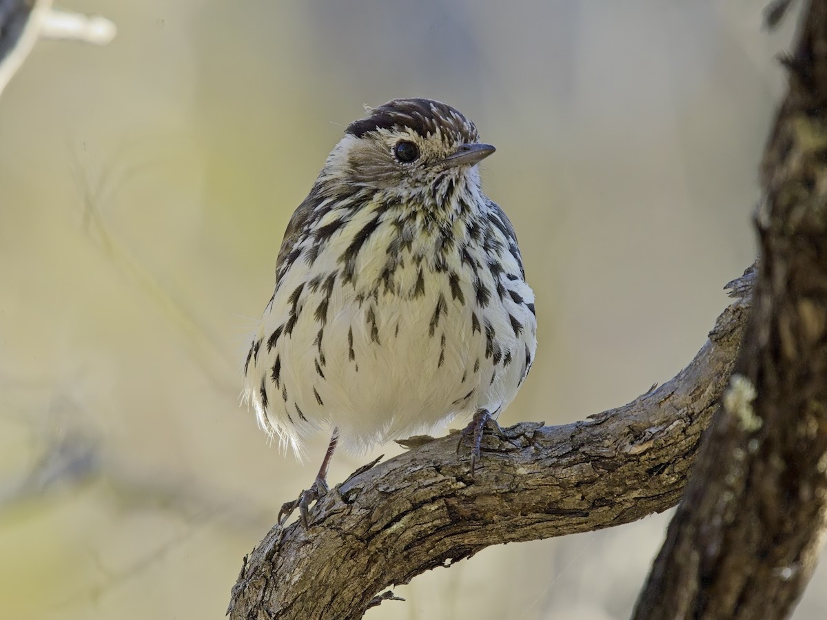 Speckled Warbler - ML638974625
