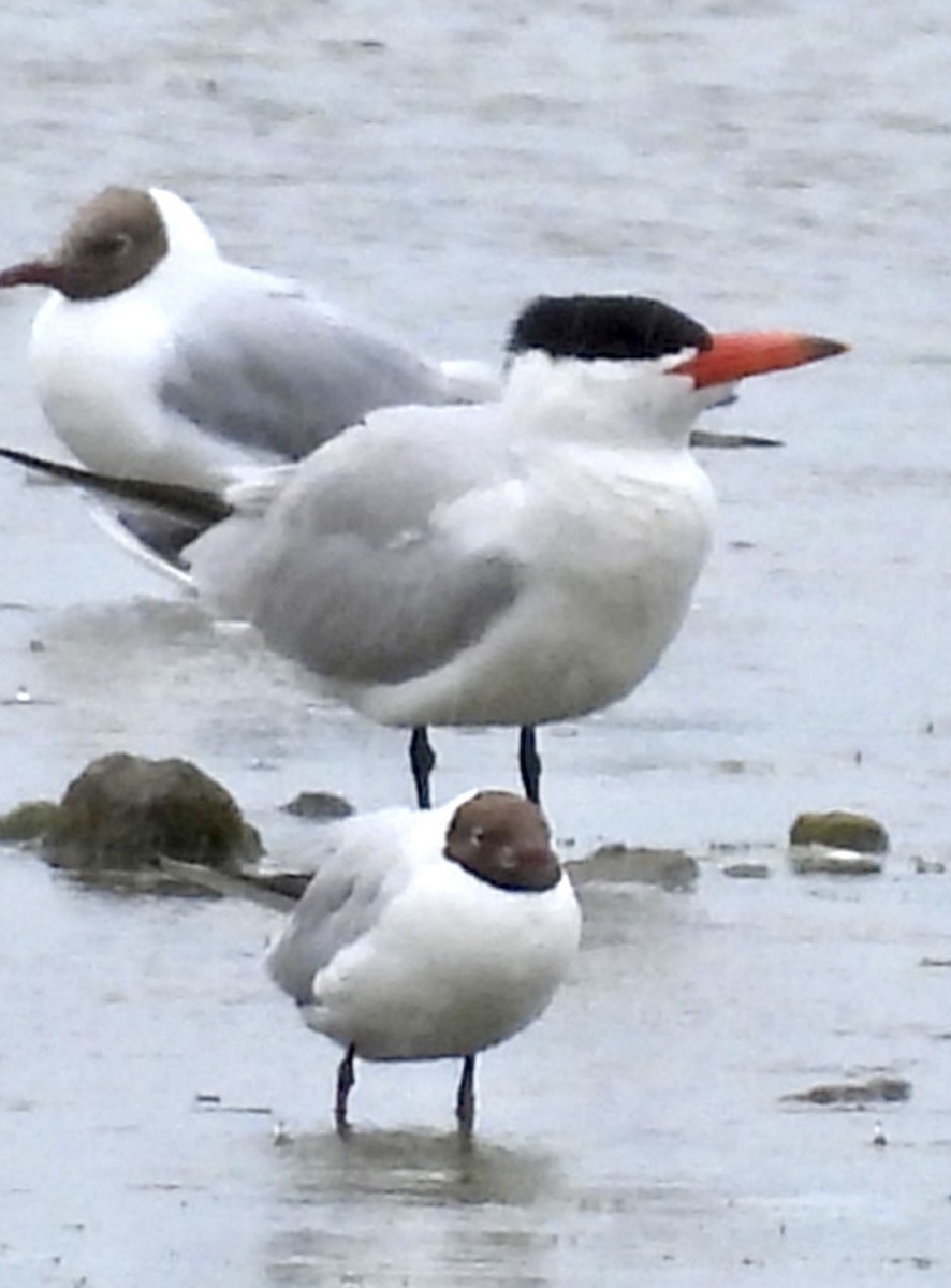 Морин хараалай - ML638974628