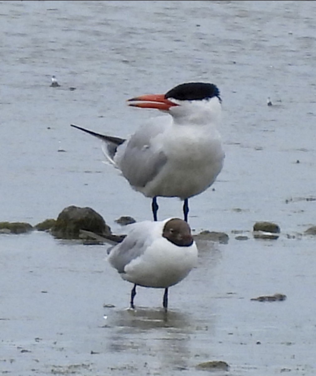 Морин хараалай - ML638974629