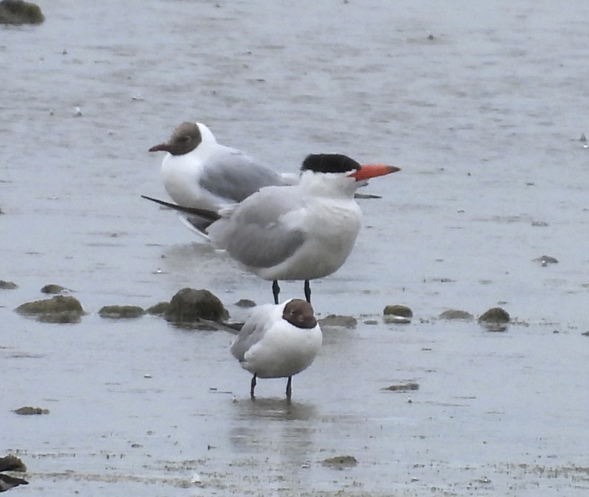 Морин хараалай - ML638974630