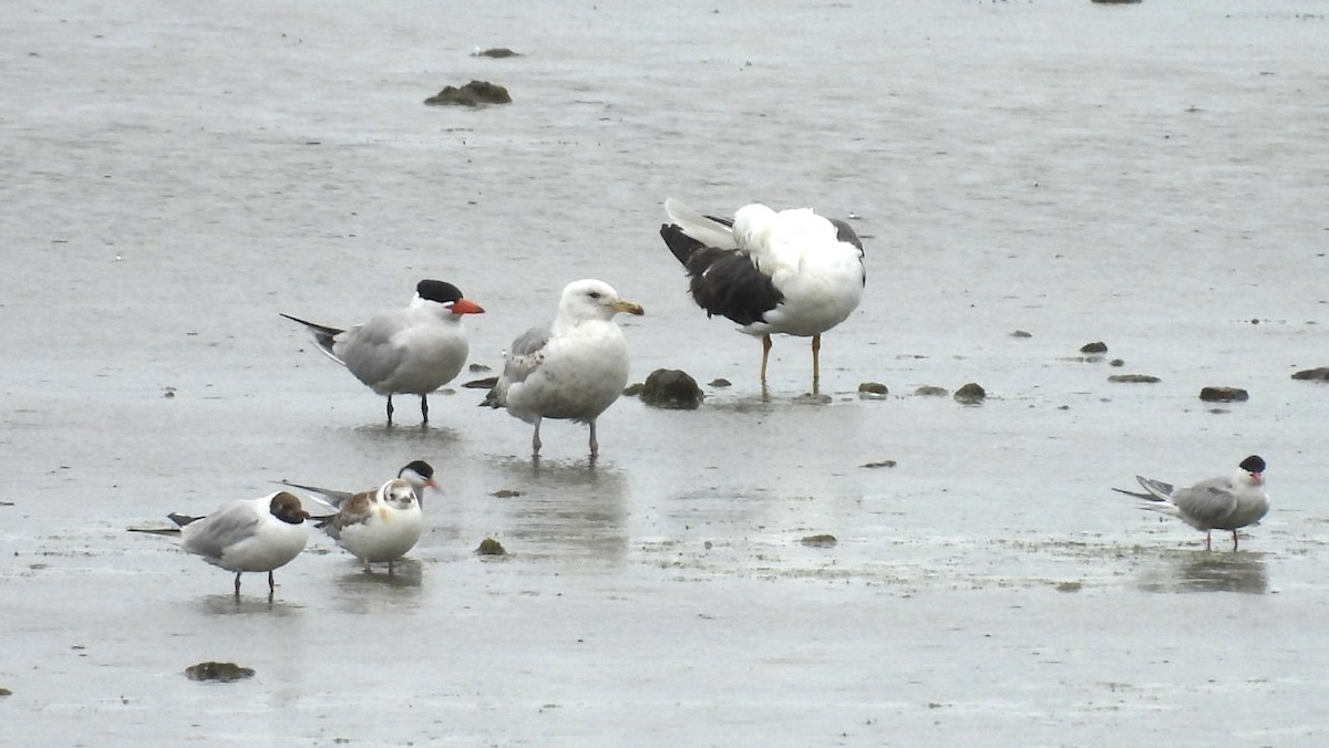 Морин хараалай - ML638974631