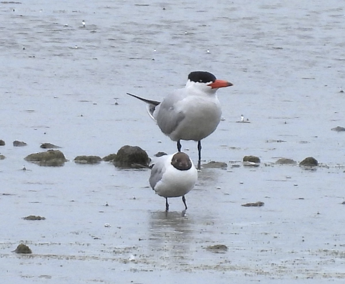 Морин хараалай - ML638974632