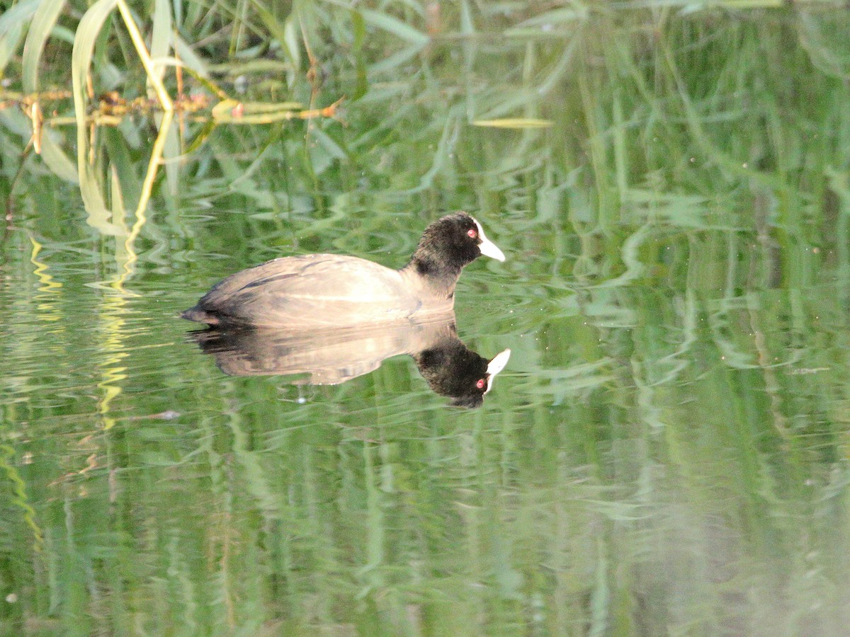 Eurasian Coot - ML638974635