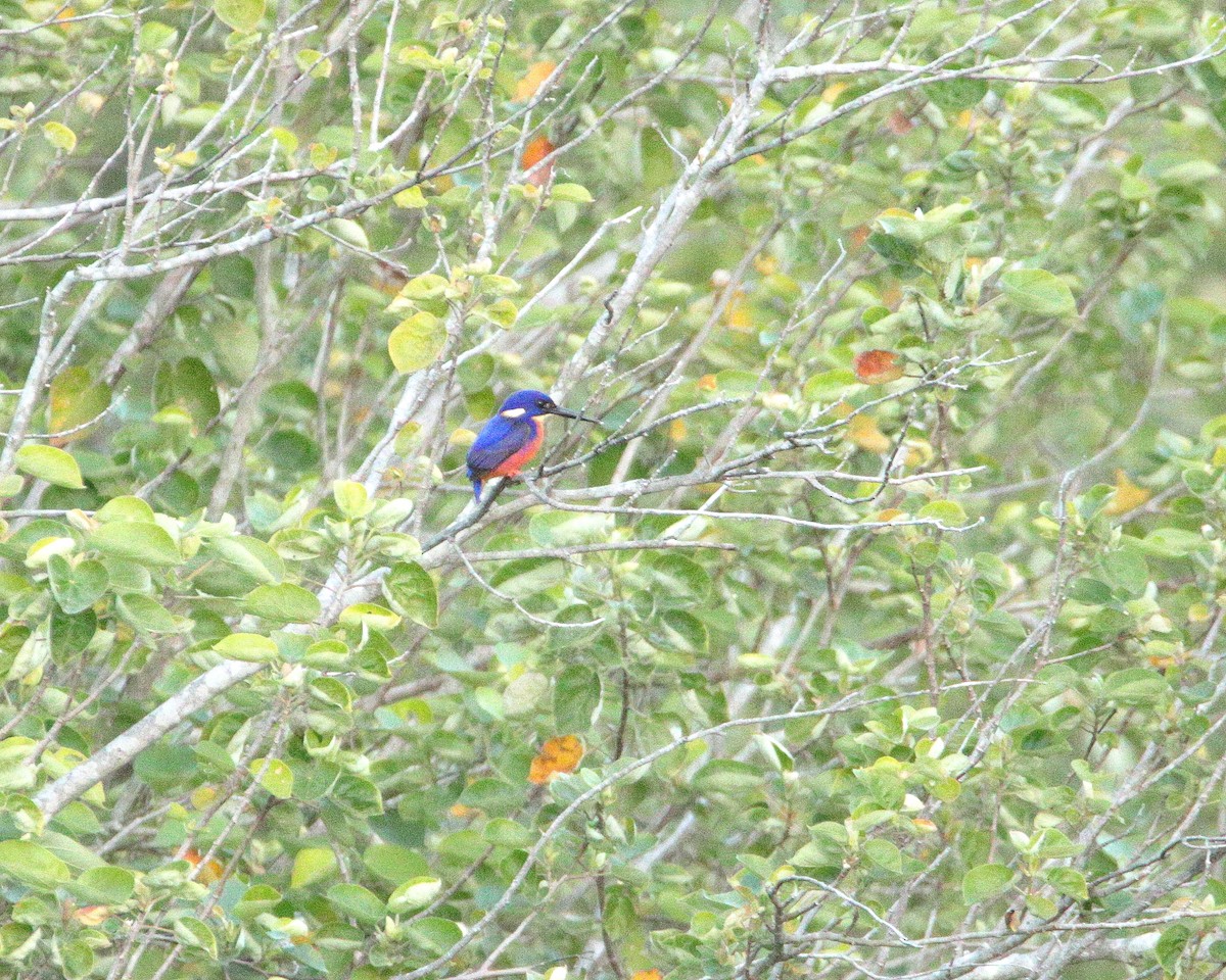 Azure Kingfisher - ML638974646