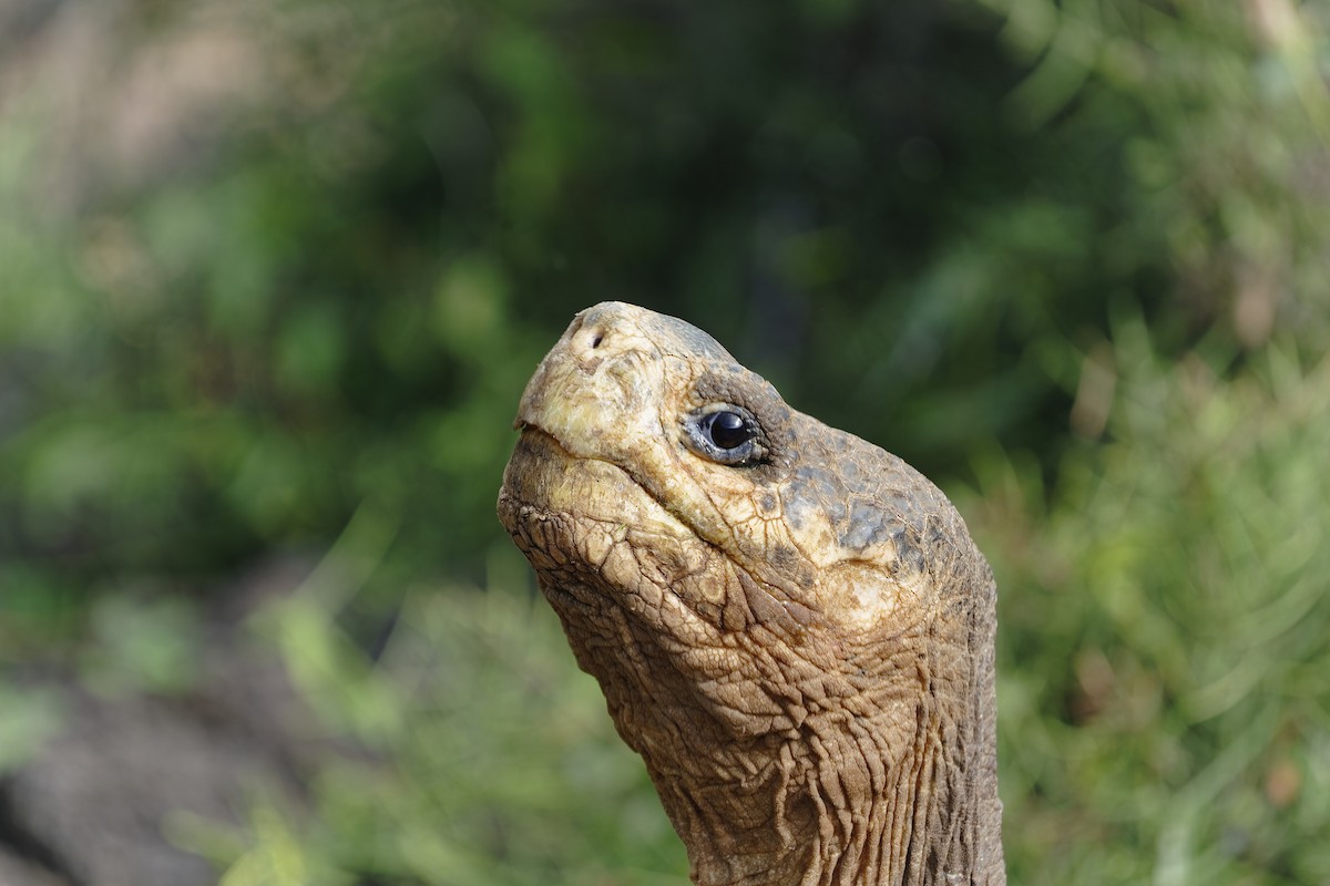 Galápagos Giant Tortoise - ML638974648
