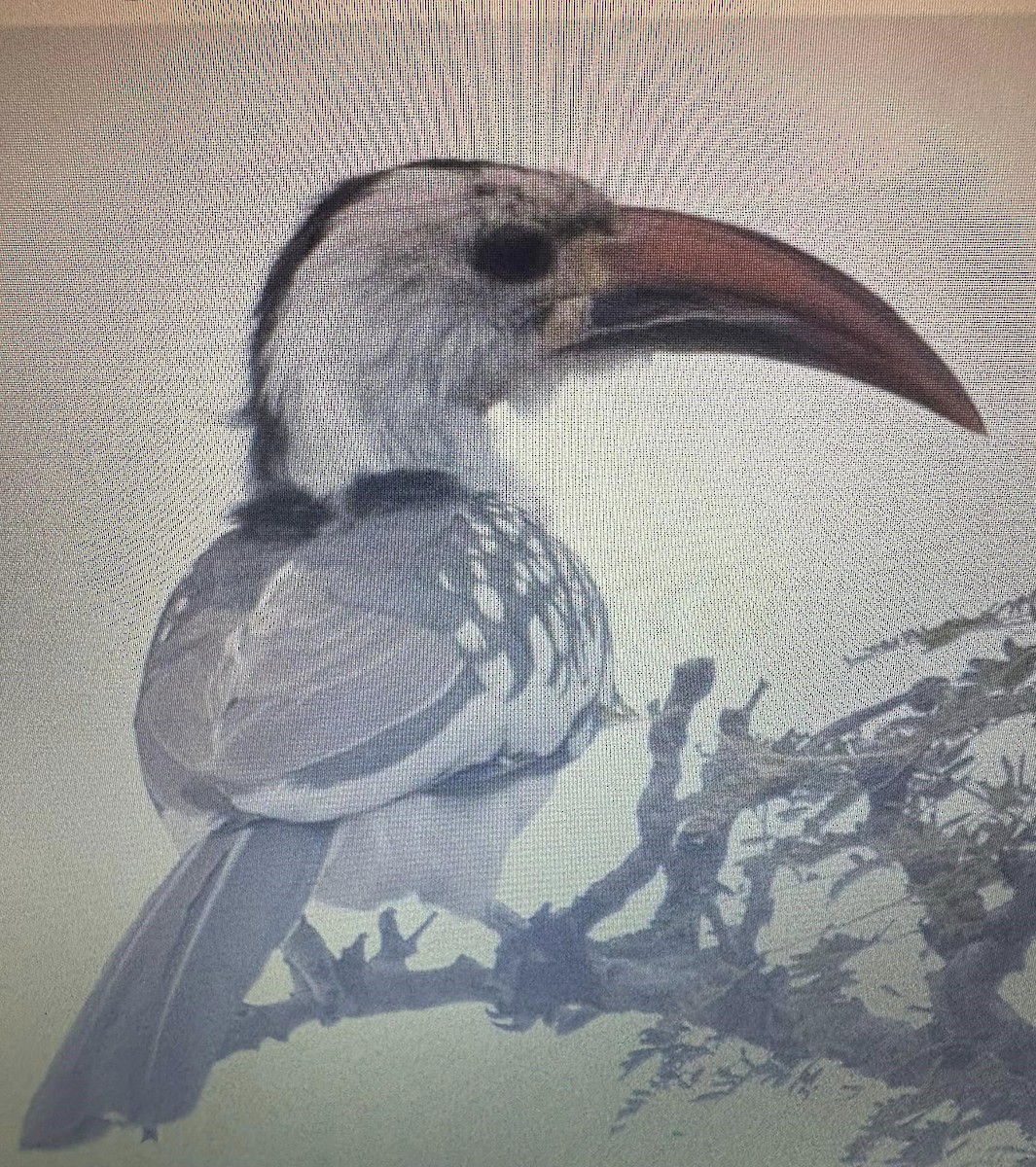 African Gray Hornbill - ML638974650