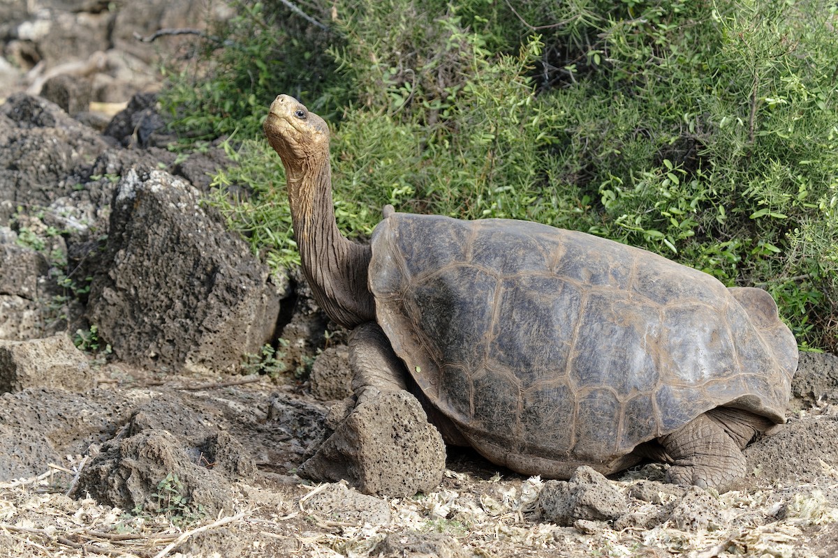 Galápagos Giant Tortoise - ML638974653