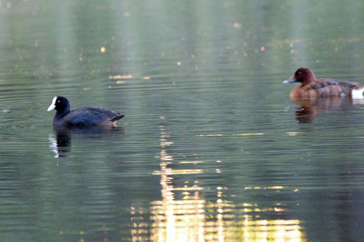 Eurasian Coot - ML638974656