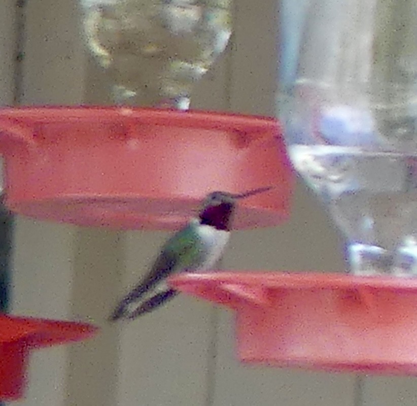 Broad-tailed Hummingbird - ML638974658
