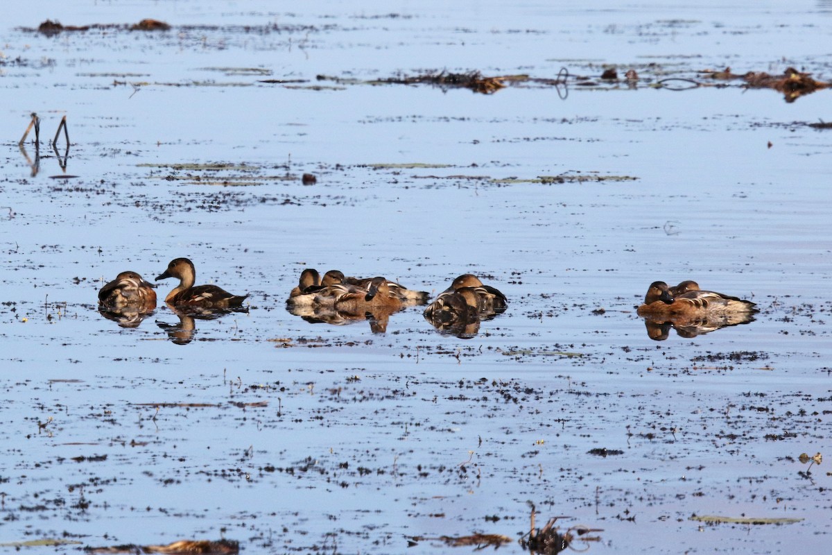 Wandering Whistling-Duck - ML638974659