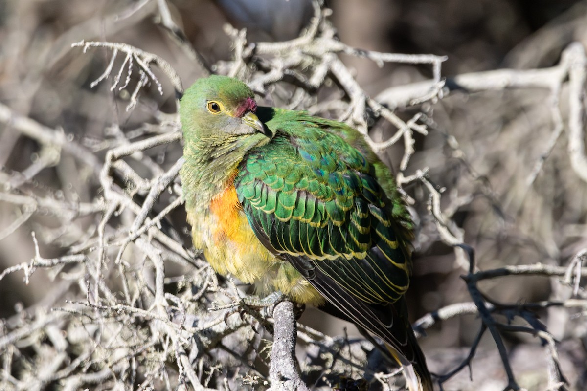 Rose-crowned Fruit-Dove - ML638974663