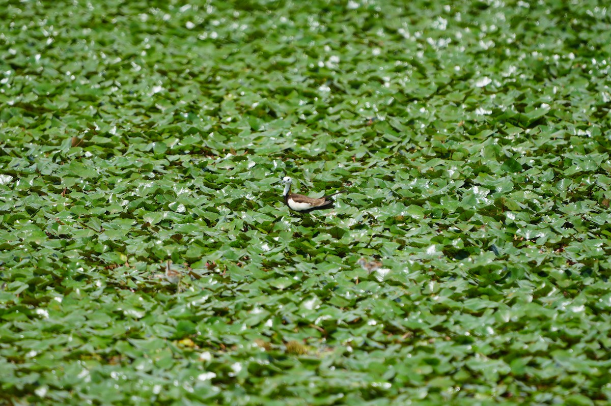 Pheasant-tailed Jacana - ML638974669