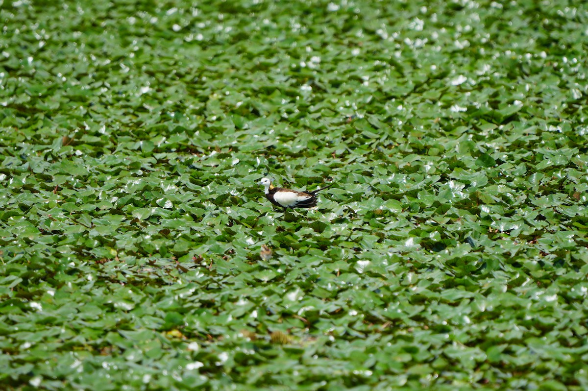 Pheasant-tailed Jacana - ML638974670