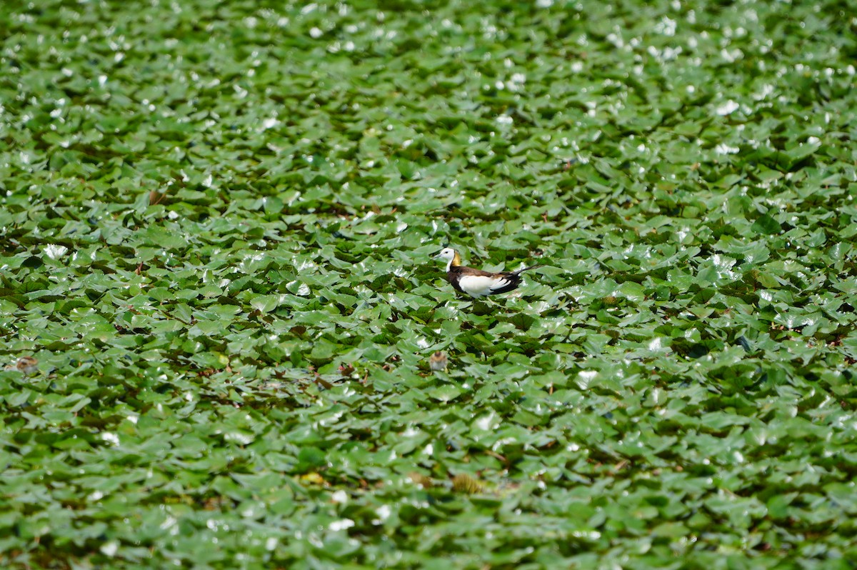 Pheasant-tailed Jacana - ML638974672