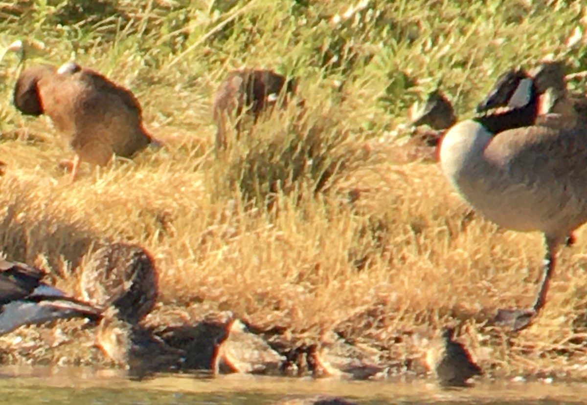 Short-billed/Long-billed Dowitcher - ML638974673