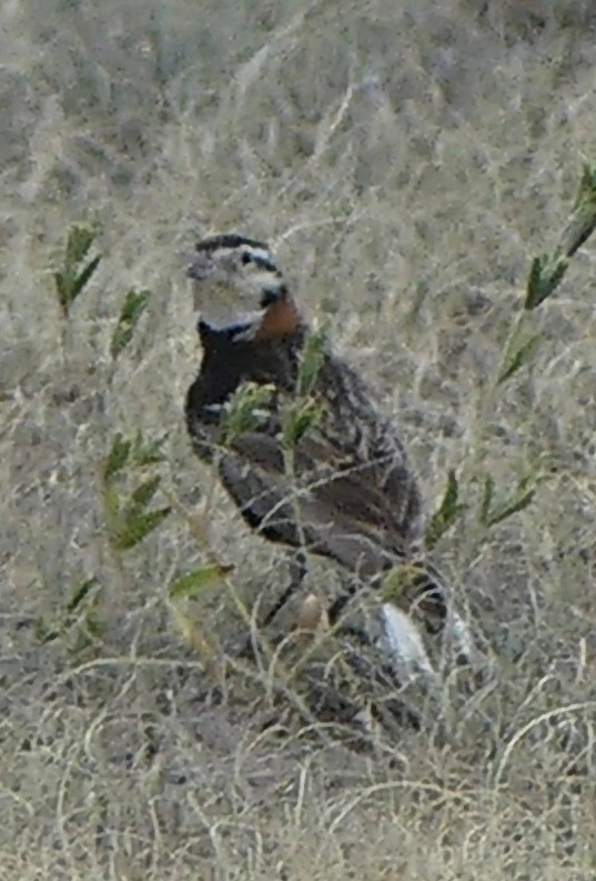 Chestnut-collared Longspur - ML638974678