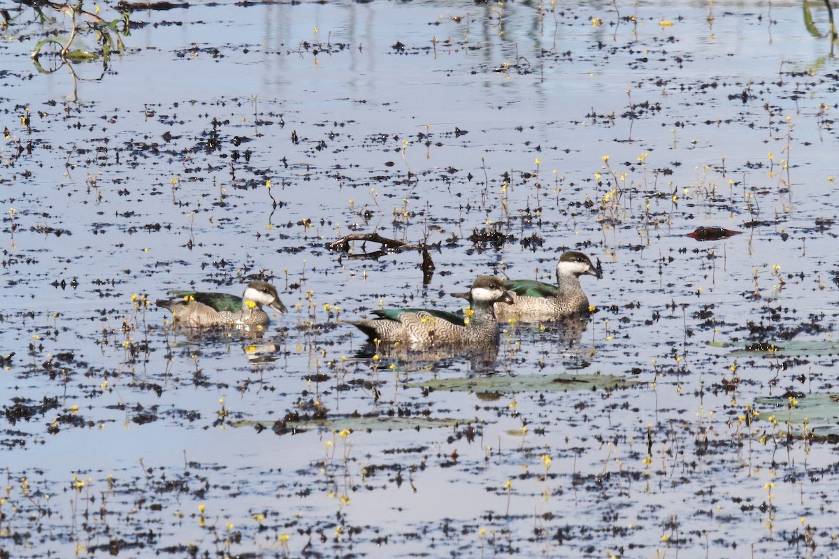 Green Pygmy-Goose - ML638974679