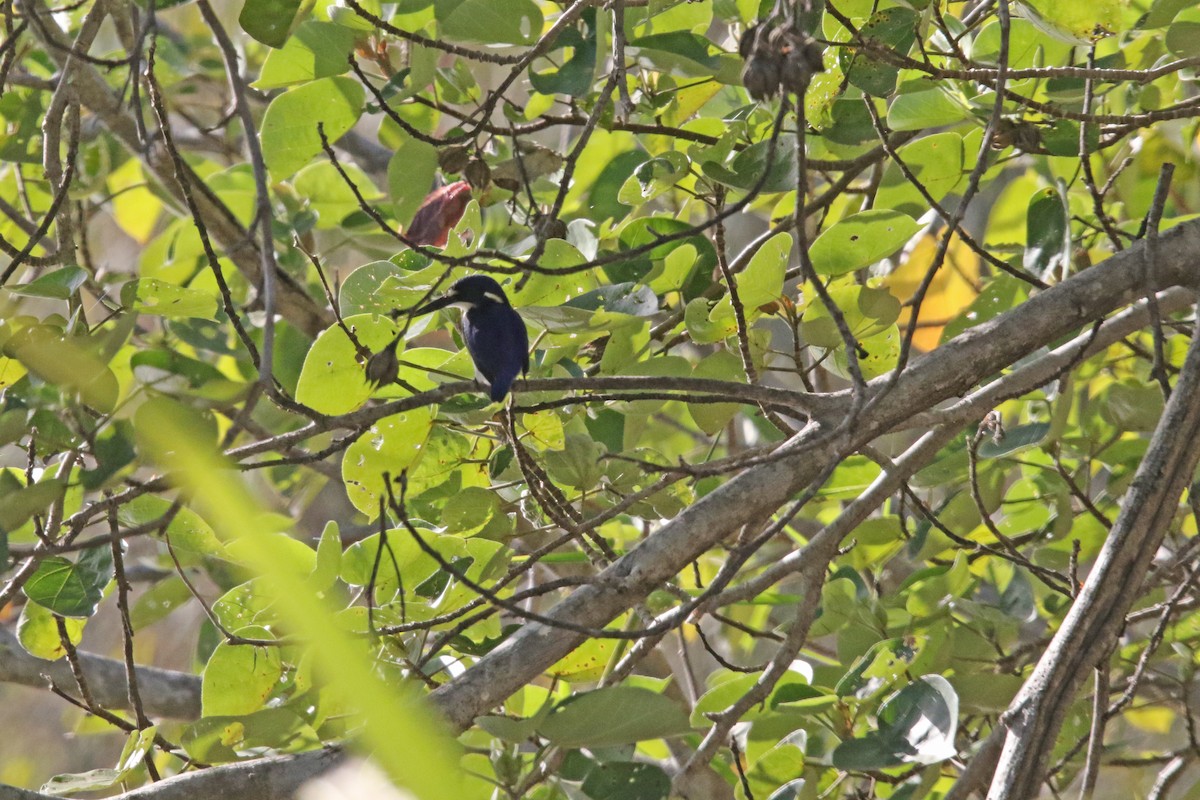 Little Kingfisher - ML638974680