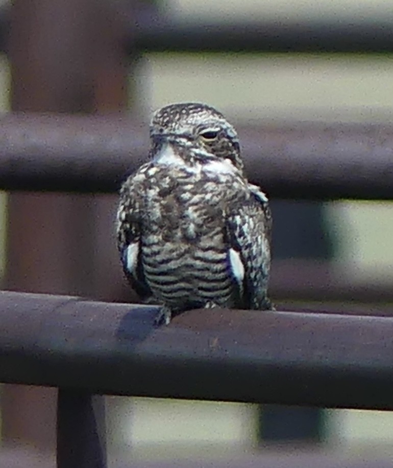 Common Nighthawk - ML638974681