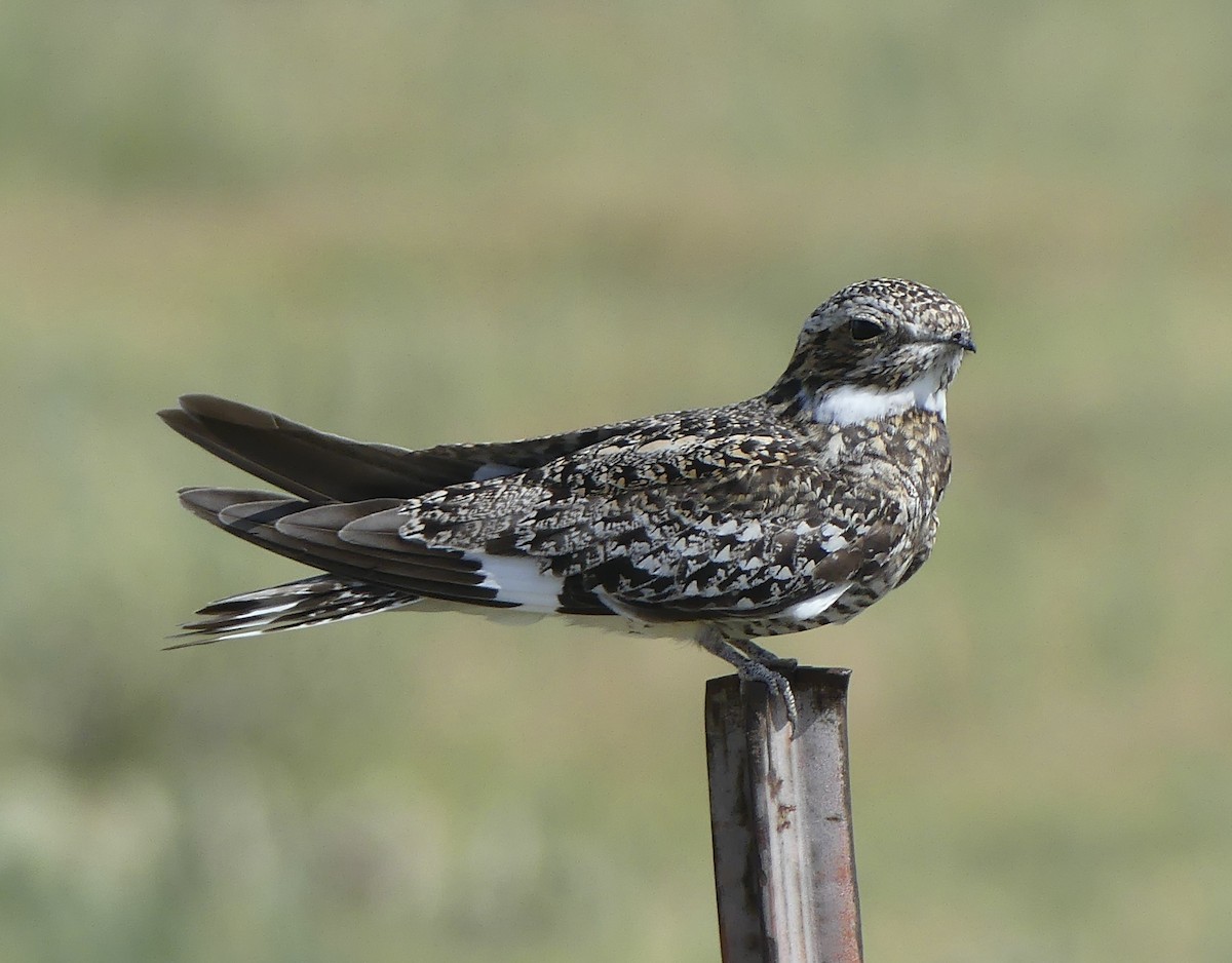 Common Nighthawk - ML638974682