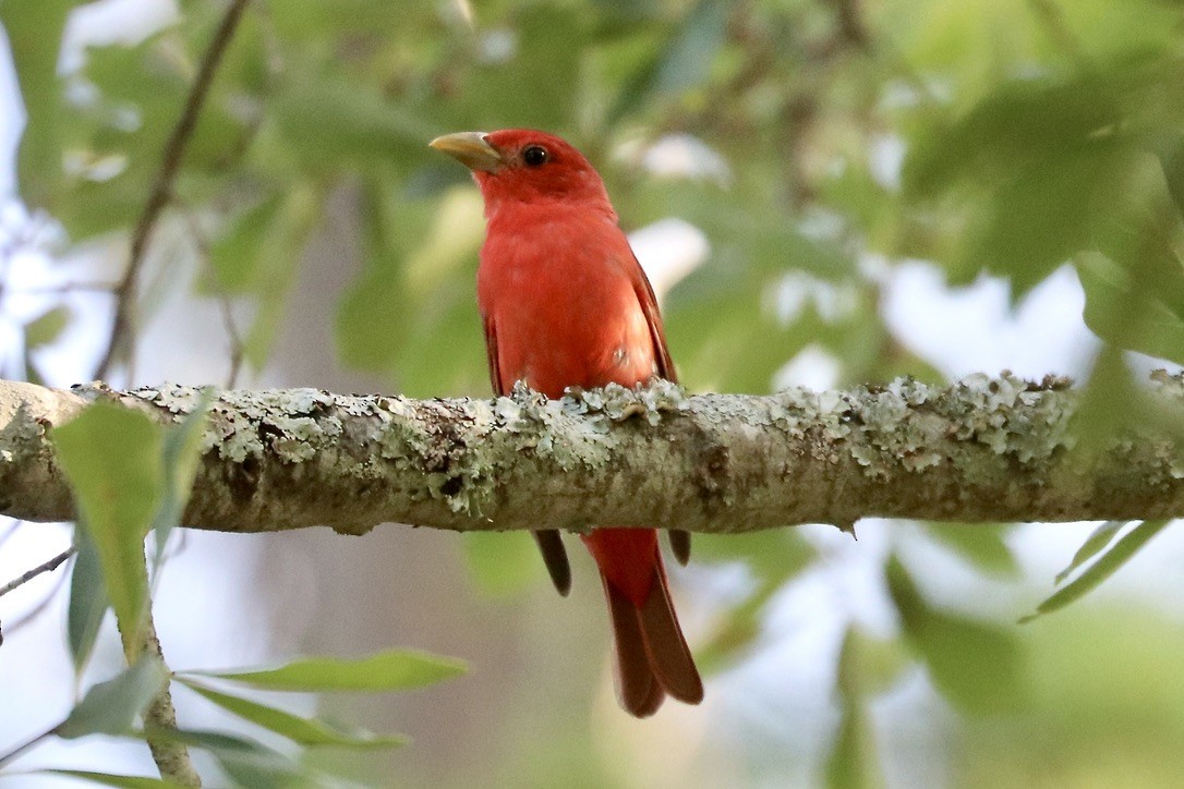 Summer Tanager - ML638974684