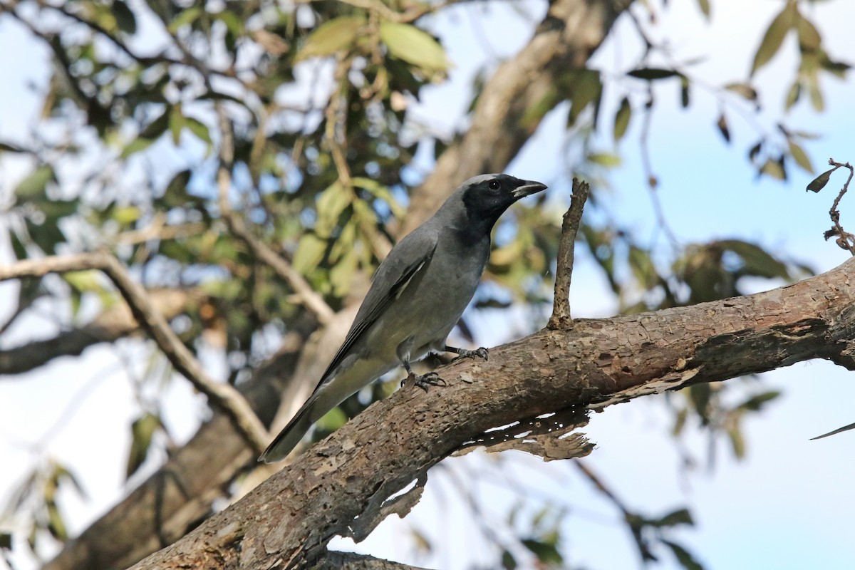 Black-faced Cuckooshrike - ML638974685