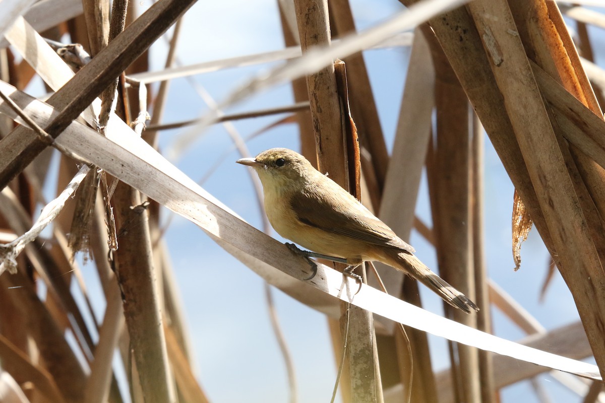 Australian Reed Warbler - ML638974686