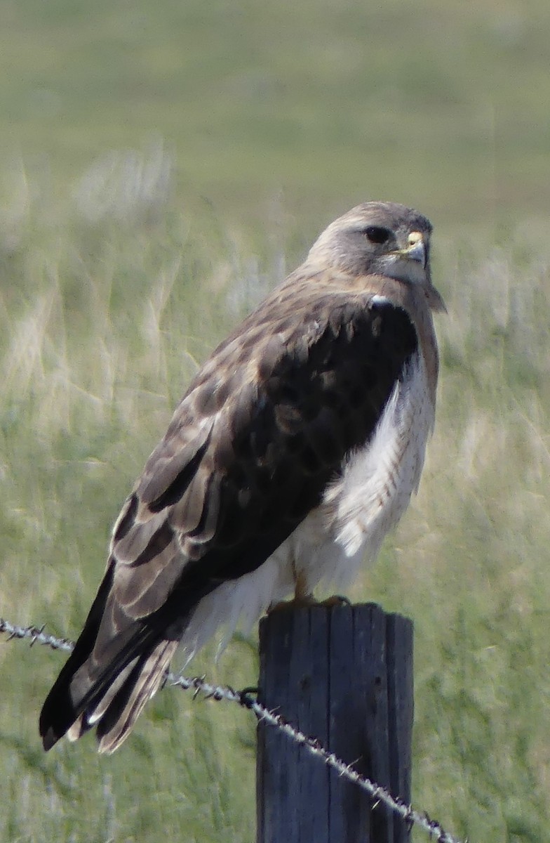 Swainson's Hawk - ML638974687