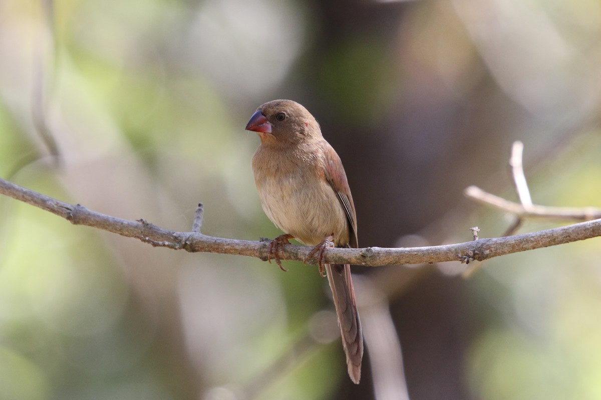 Crimson Finch - ML638974688